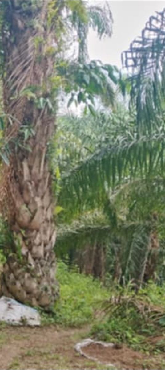 Farm lot in marilog district, Davao city 