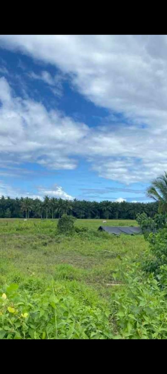 Farm lot in San Francisco, Agusan del sur 
