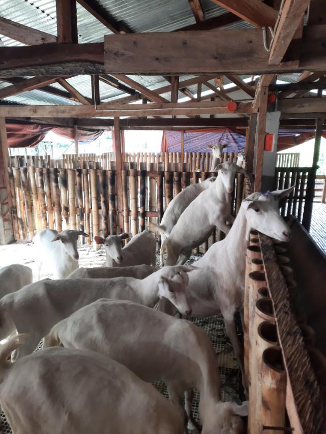 Baltao farms