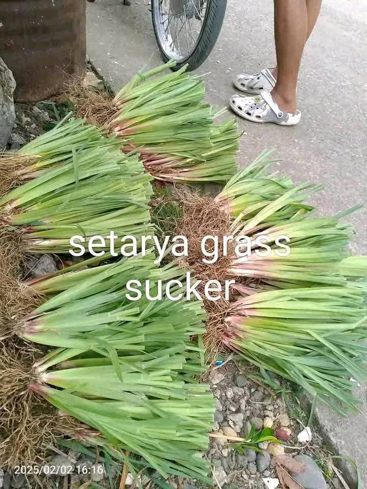 Setaria Grass Suckers – Forage Planting Material for Livestock