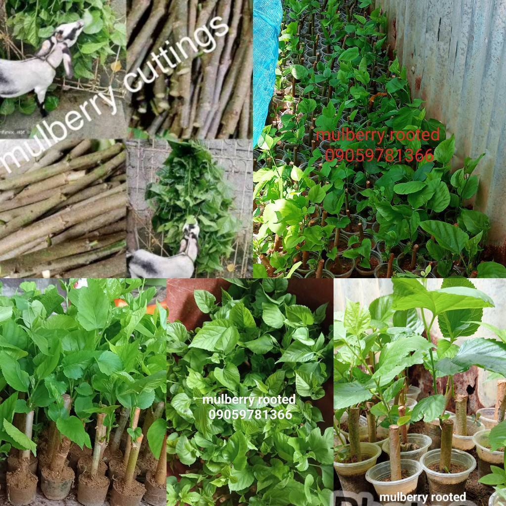 Mulberry Rooted Plants – High-Protein Forage for Livestock