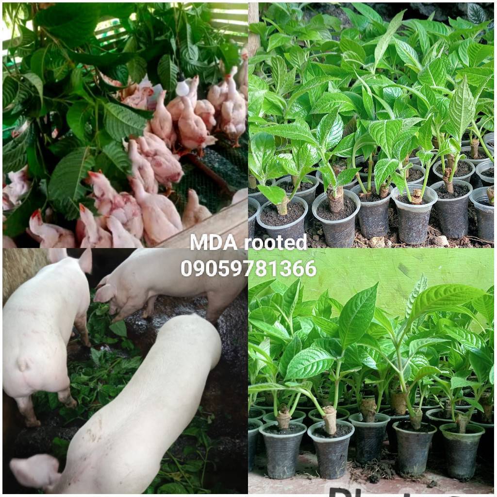 Madre de Agua Rooted Plants – High-Protein Forage for Livestock
