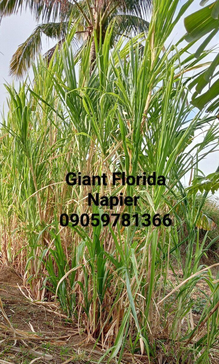 Giant Florida Napier Grass Cuttings – High-Biomass Forage for Livestock