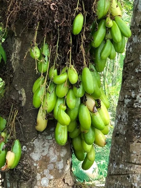 Iba fruit/Cucumber tree/Tree sorrel
