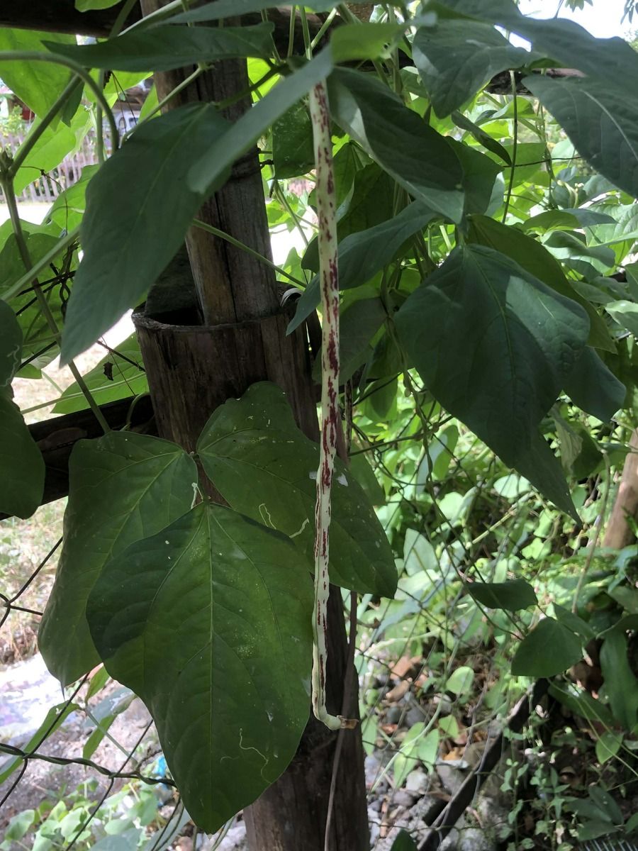 Fresh sitaw for sale