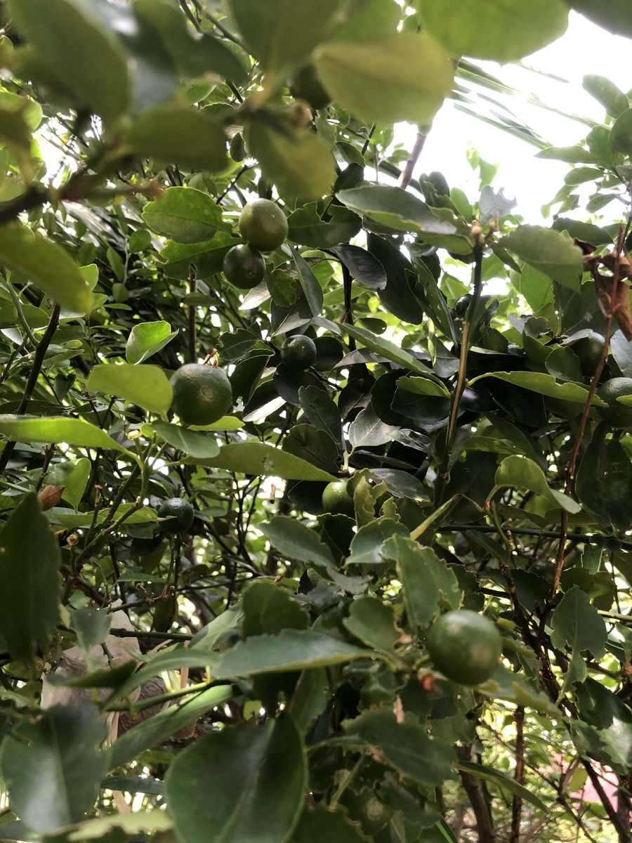 Fresh calamansi from our small backyard farm