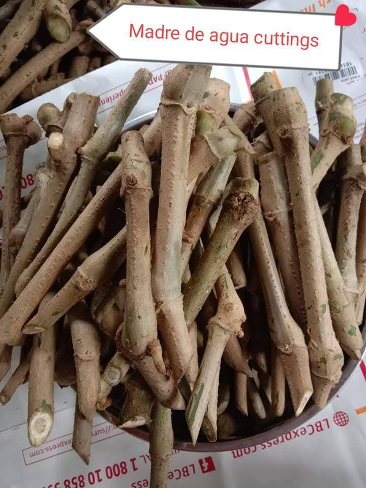 Madre de Agua Cuttings – High-Protein Forage for Livestock