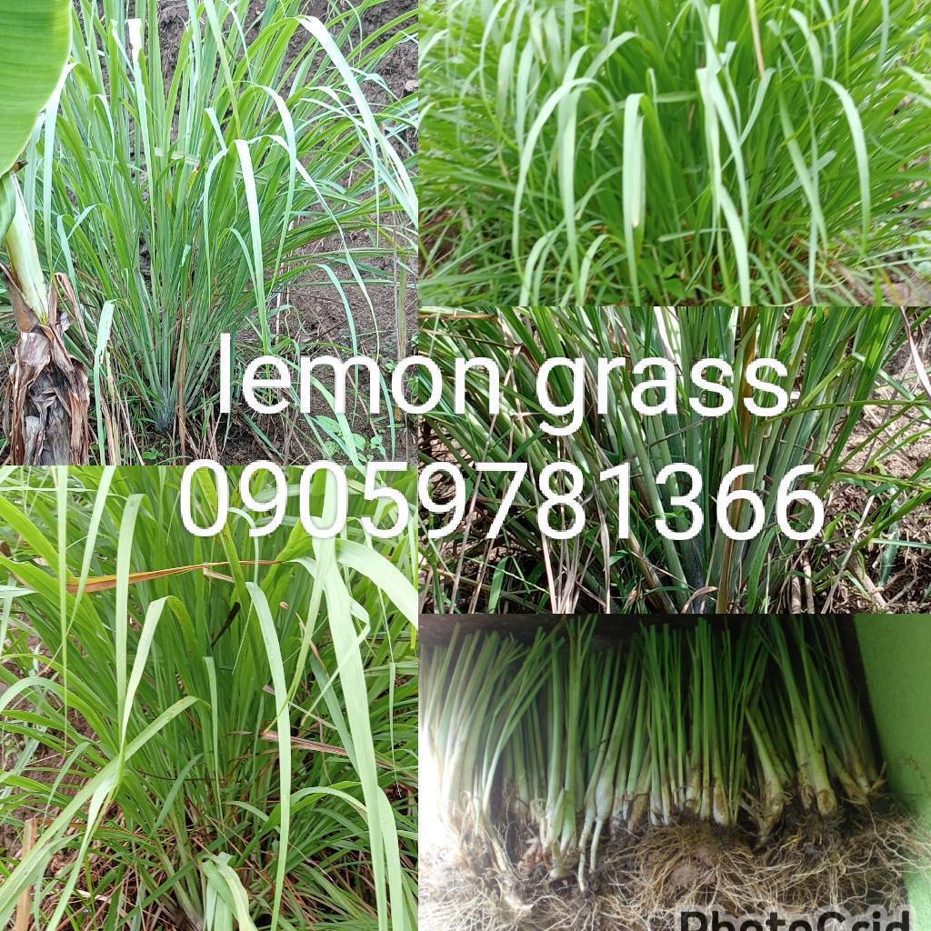 Fresh Lemongrass (Tanglad) – Aromatic & Culinary Herb