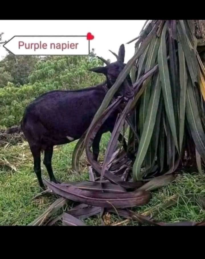 Purple Napier Grass (Cuttings)
