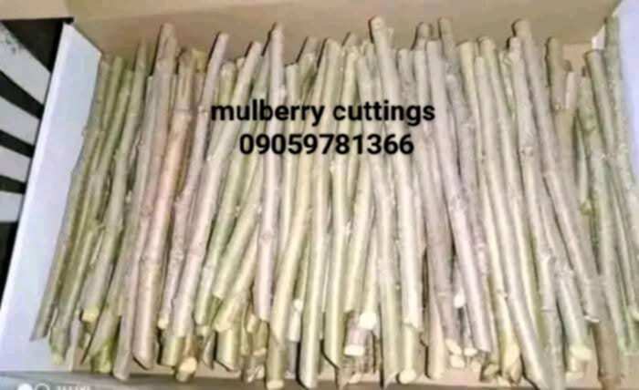 Mulberry Cuttings for Livestock Feed – 180 pcs (High-Protein Forage)