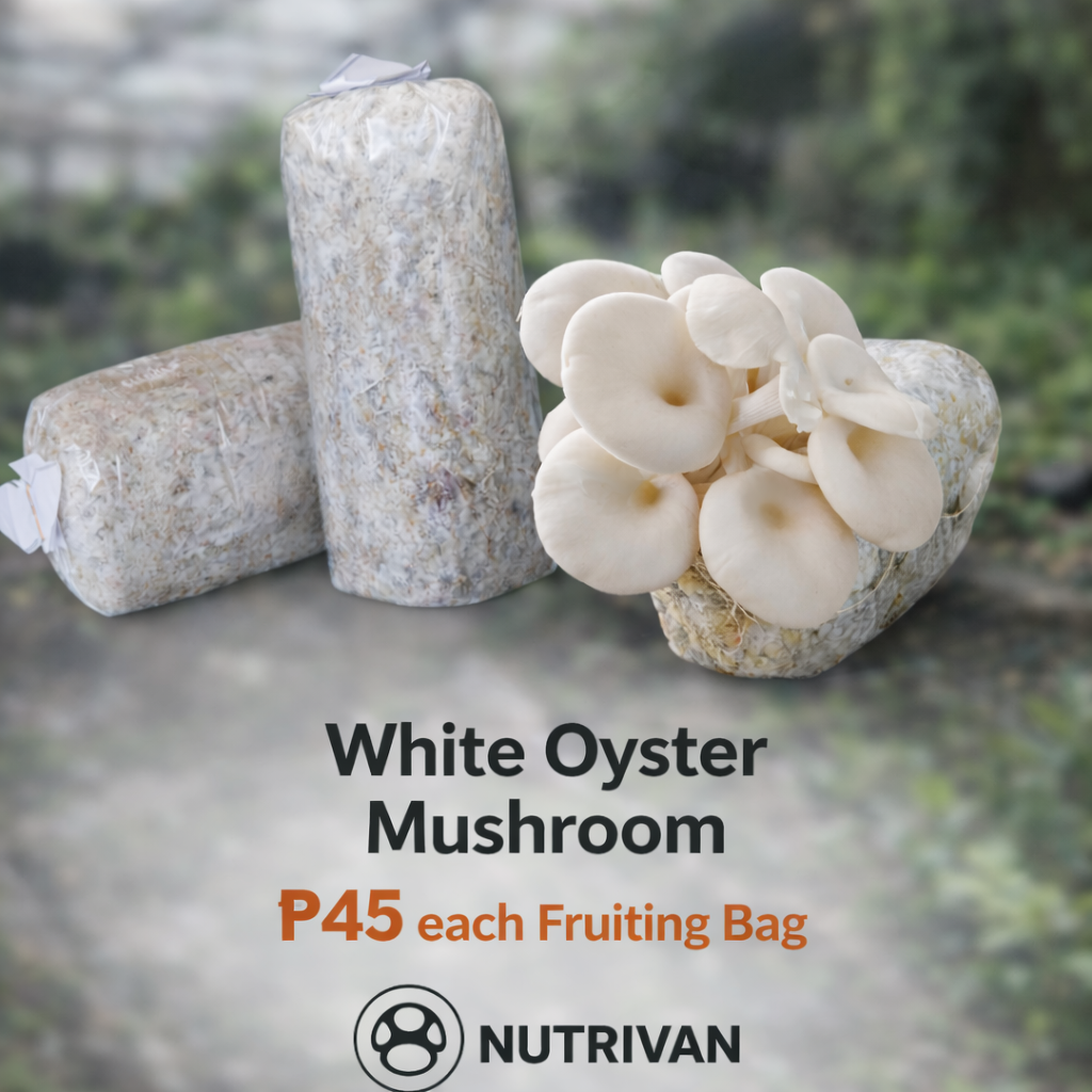 Oyster Mushroom Grow Bag