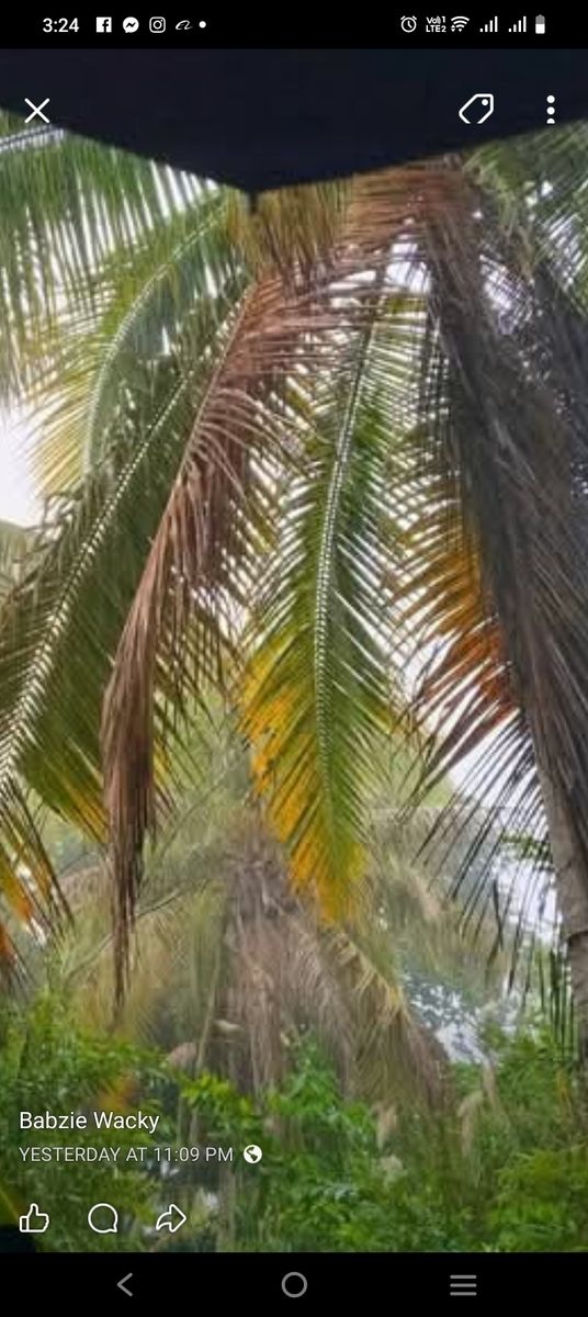 Farm lot in lasñives, Agusan del sur 