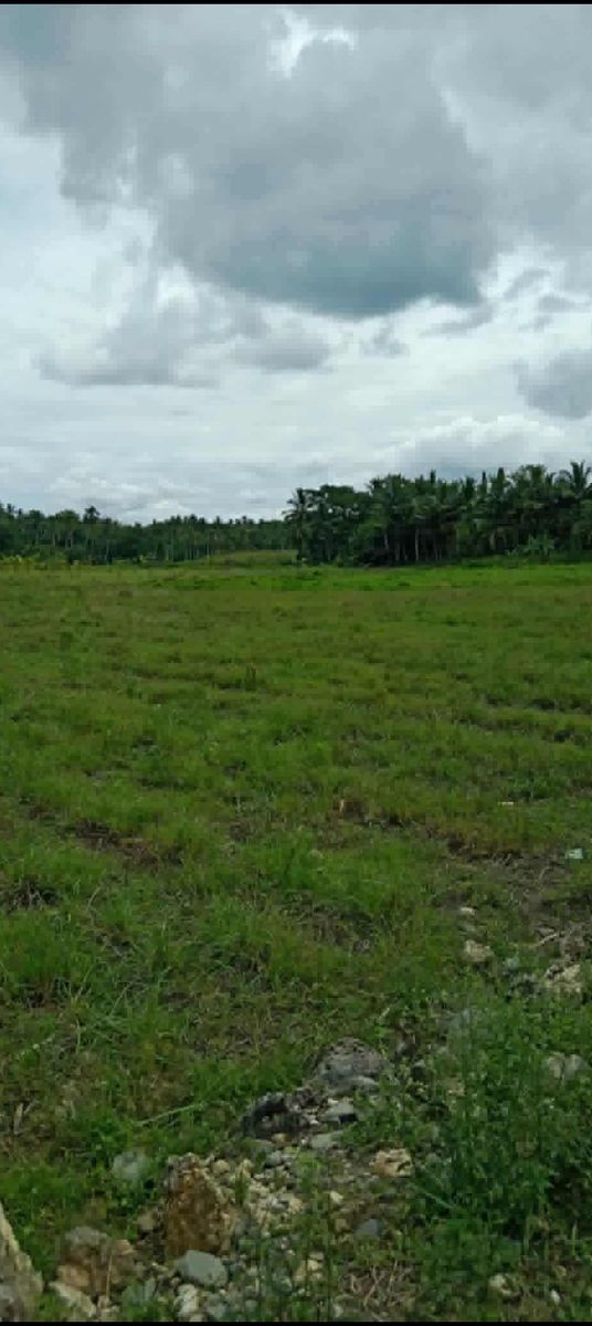 Agricultural lot in Toledo, Cebu city 