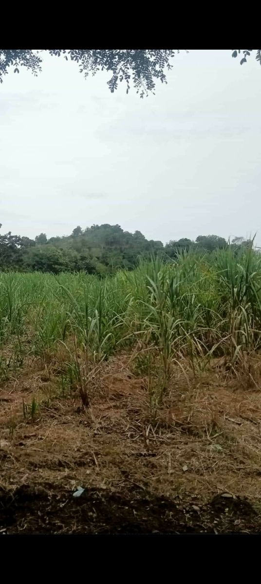 Farm lot in kiblawan,, Davao del sur 
