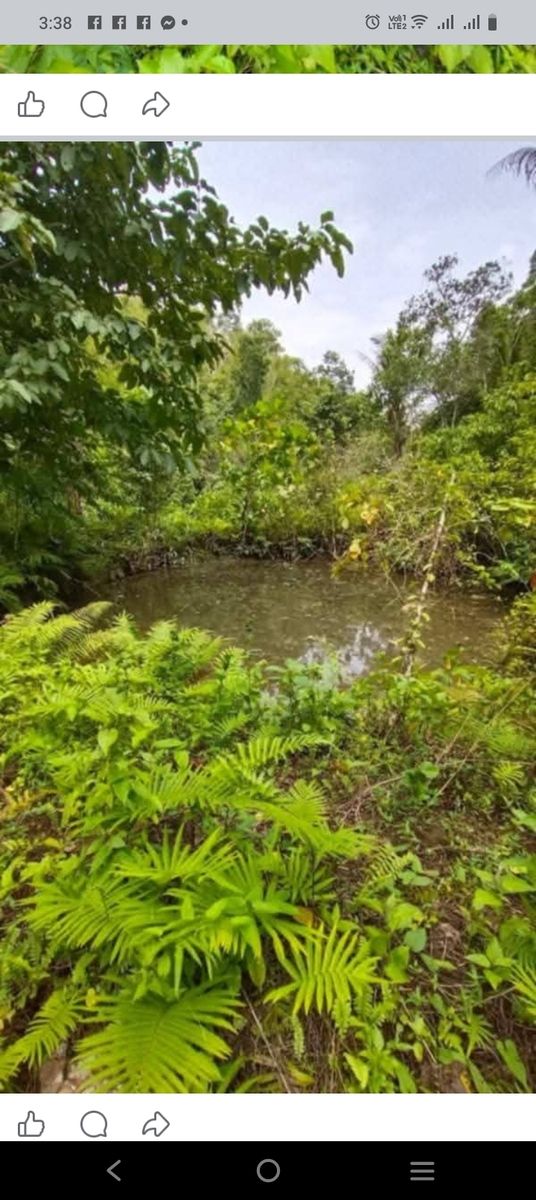 Farm lot in balilihan, Bohol 