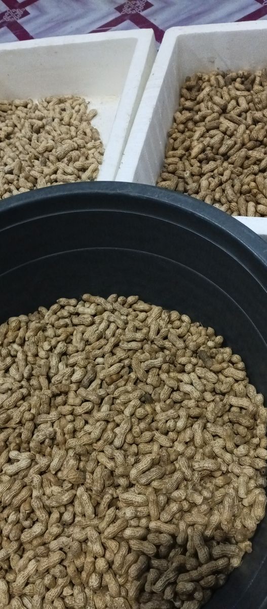 Raw Peanut