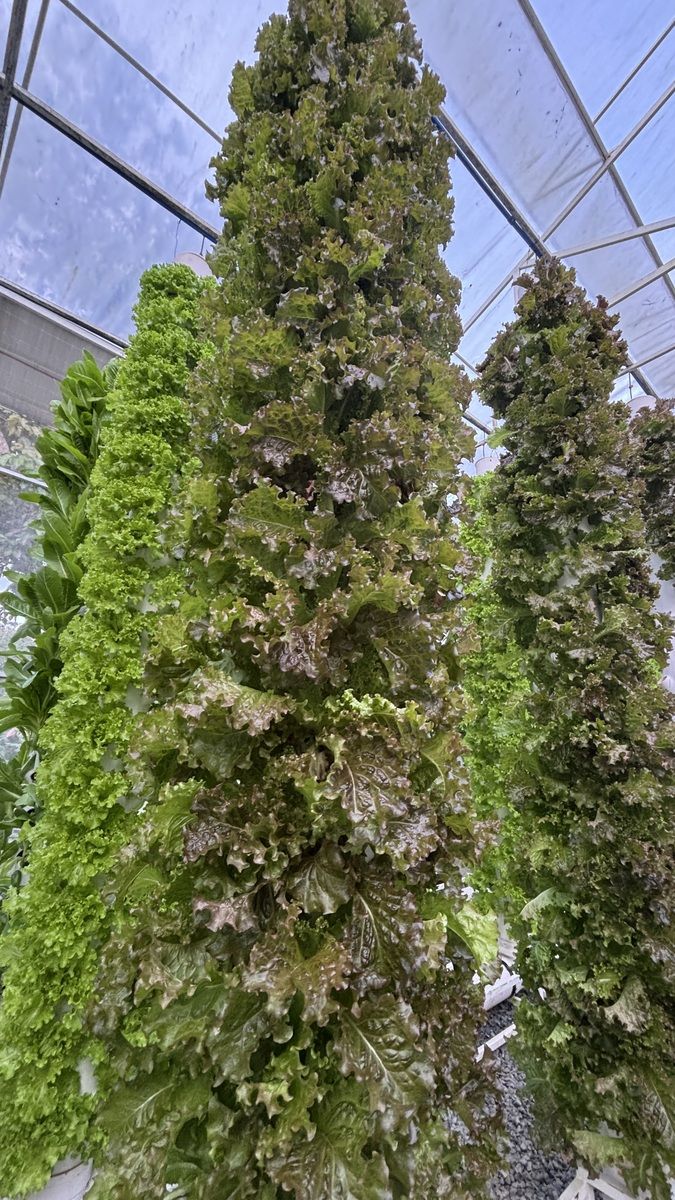 Olmetie lettuce