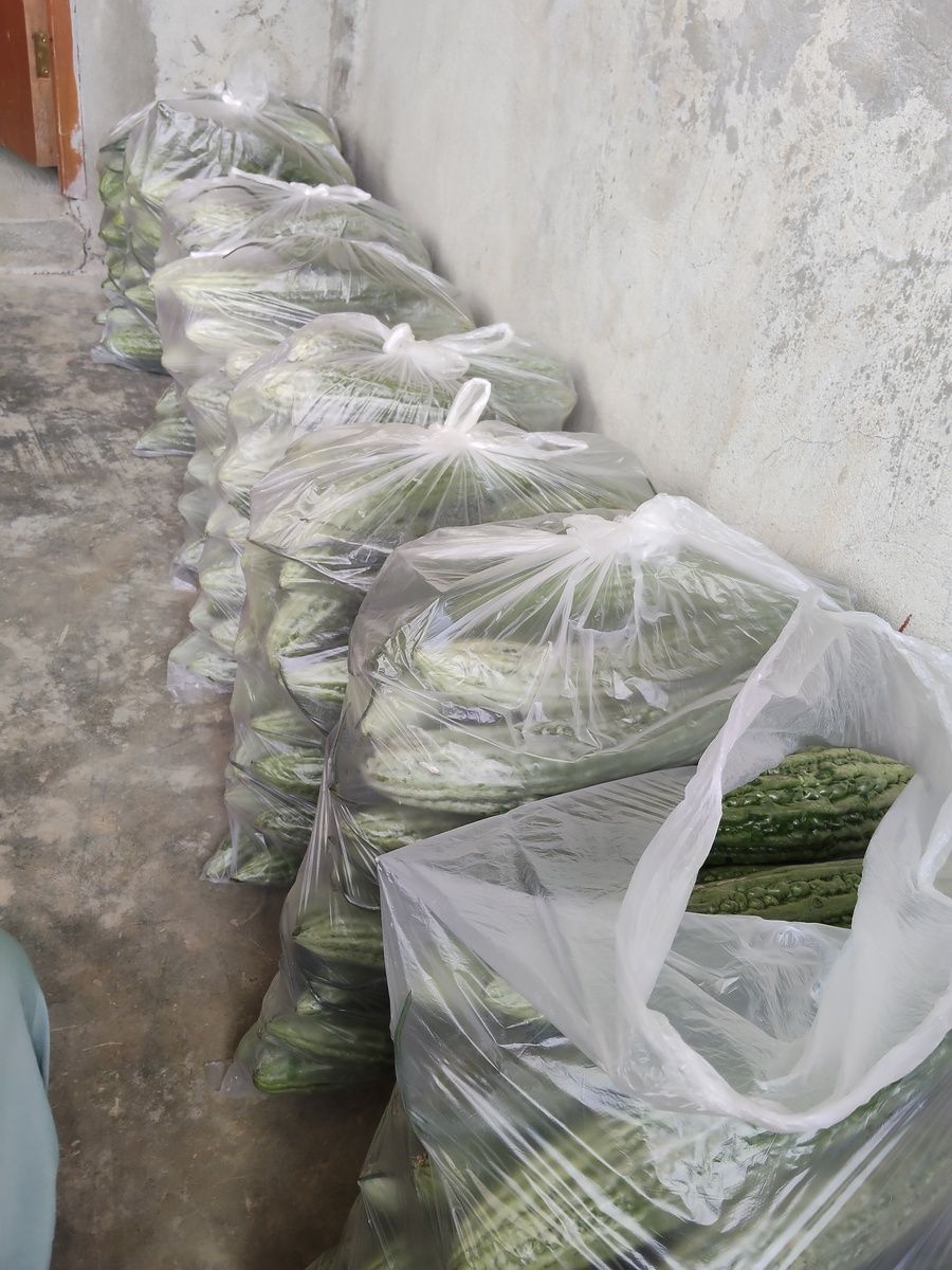 Ampalaya 