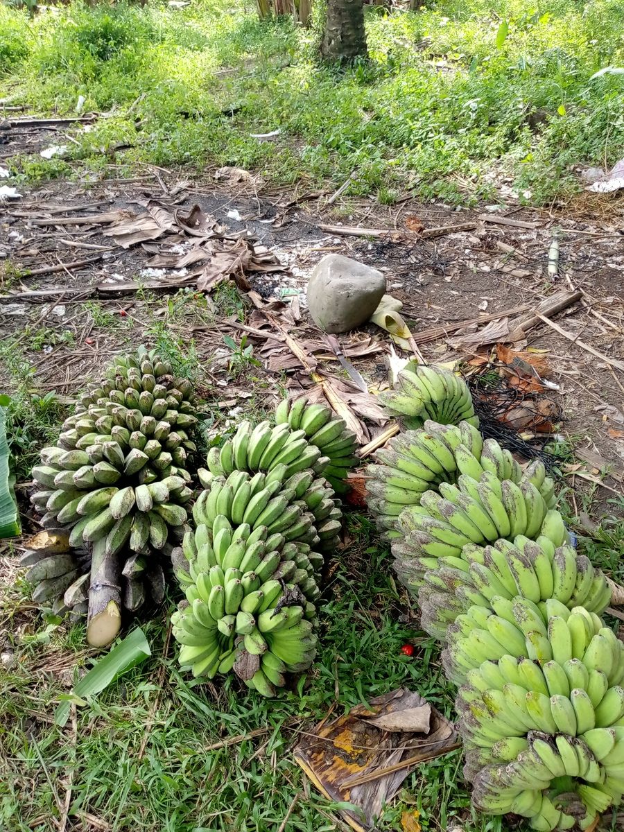 Banana