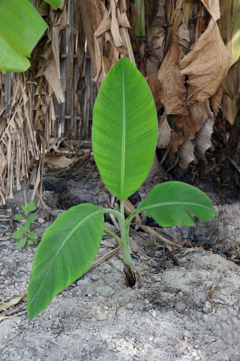 Lakatan Suwi (Banana) Grafted Fruit Tree