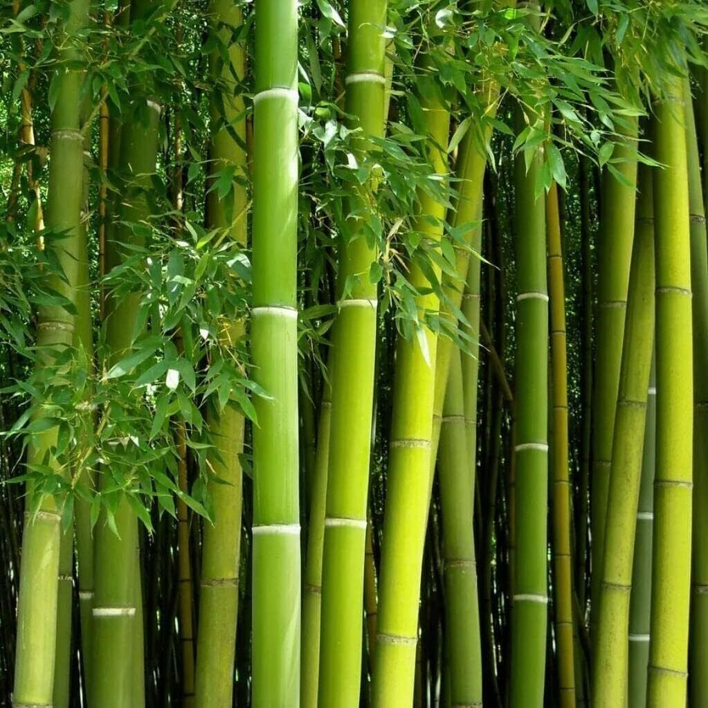 Giant Bamboo Grafted Fruit Tree