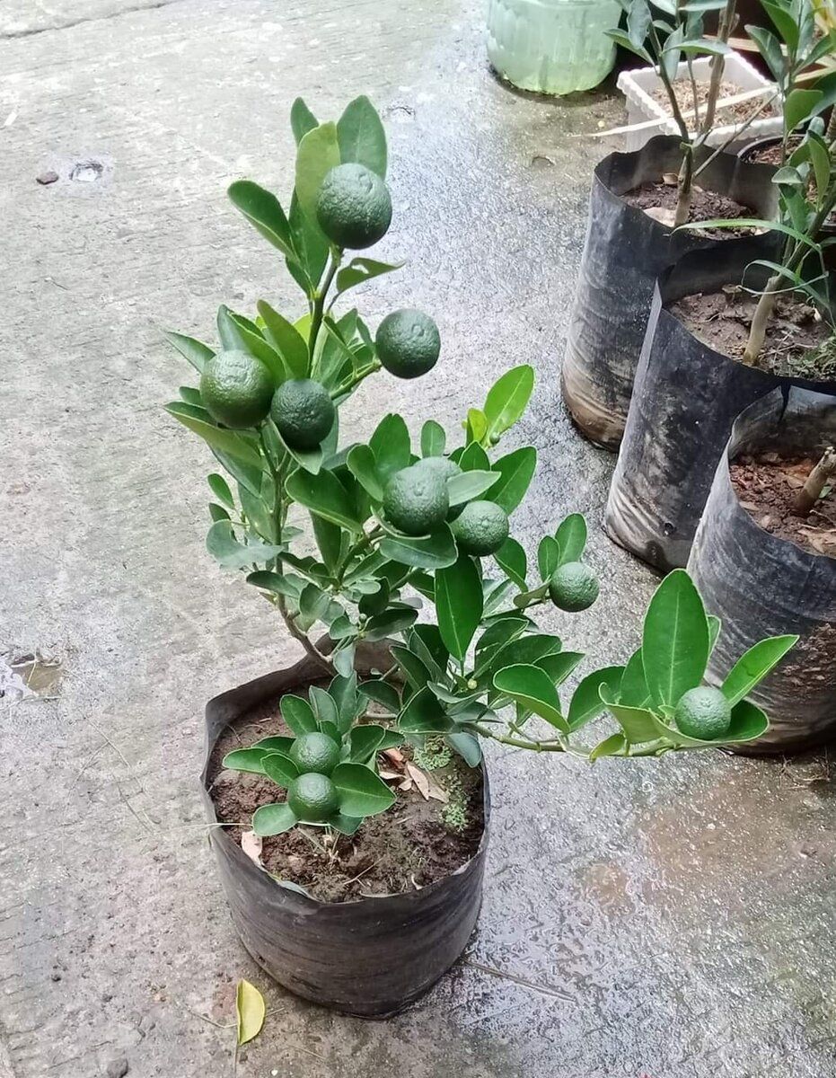 Calamansi Grafted Fruit Tree