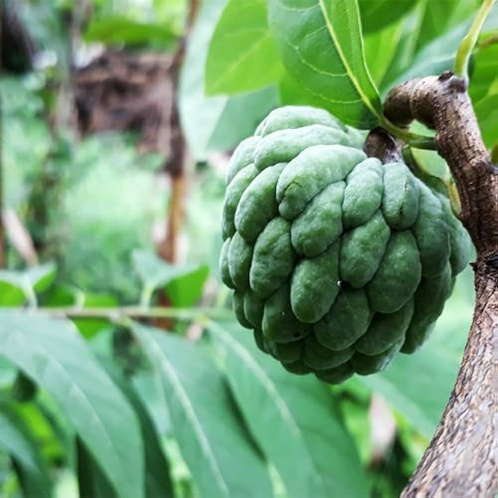 š Seedless Atis (Sugar Apple) Grafted Fruit Tree