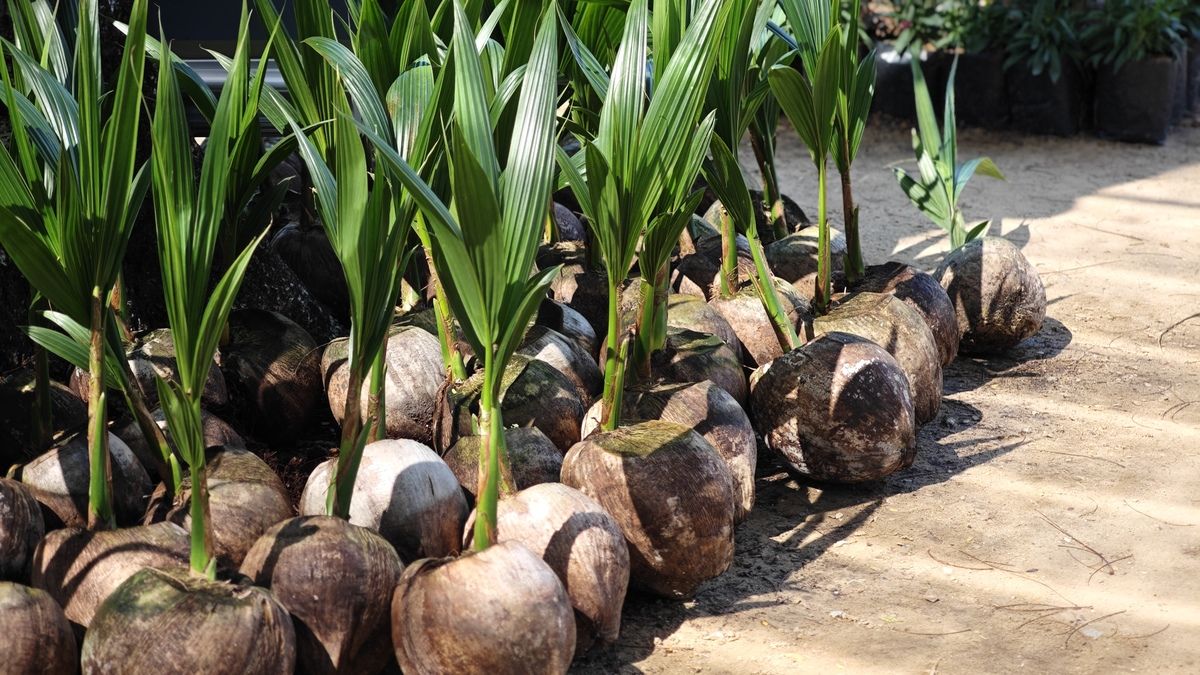 š„„ Dwarf Coconut (Green) Grafted Fruit Tree