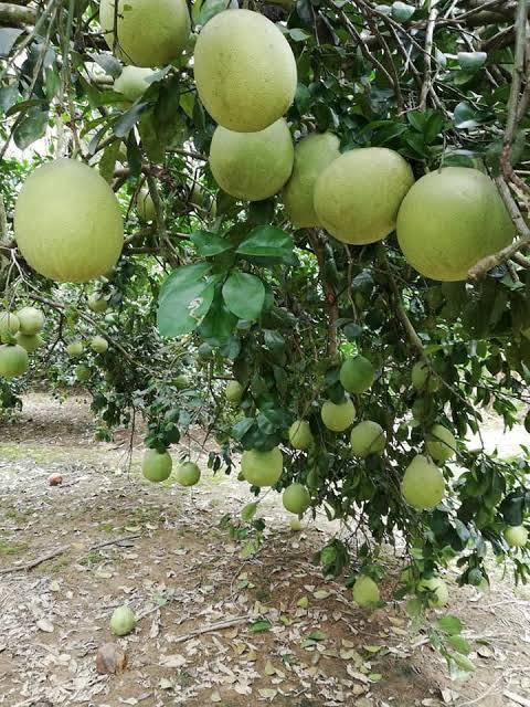 š Davao Pomelo Grafted Fruit Tree