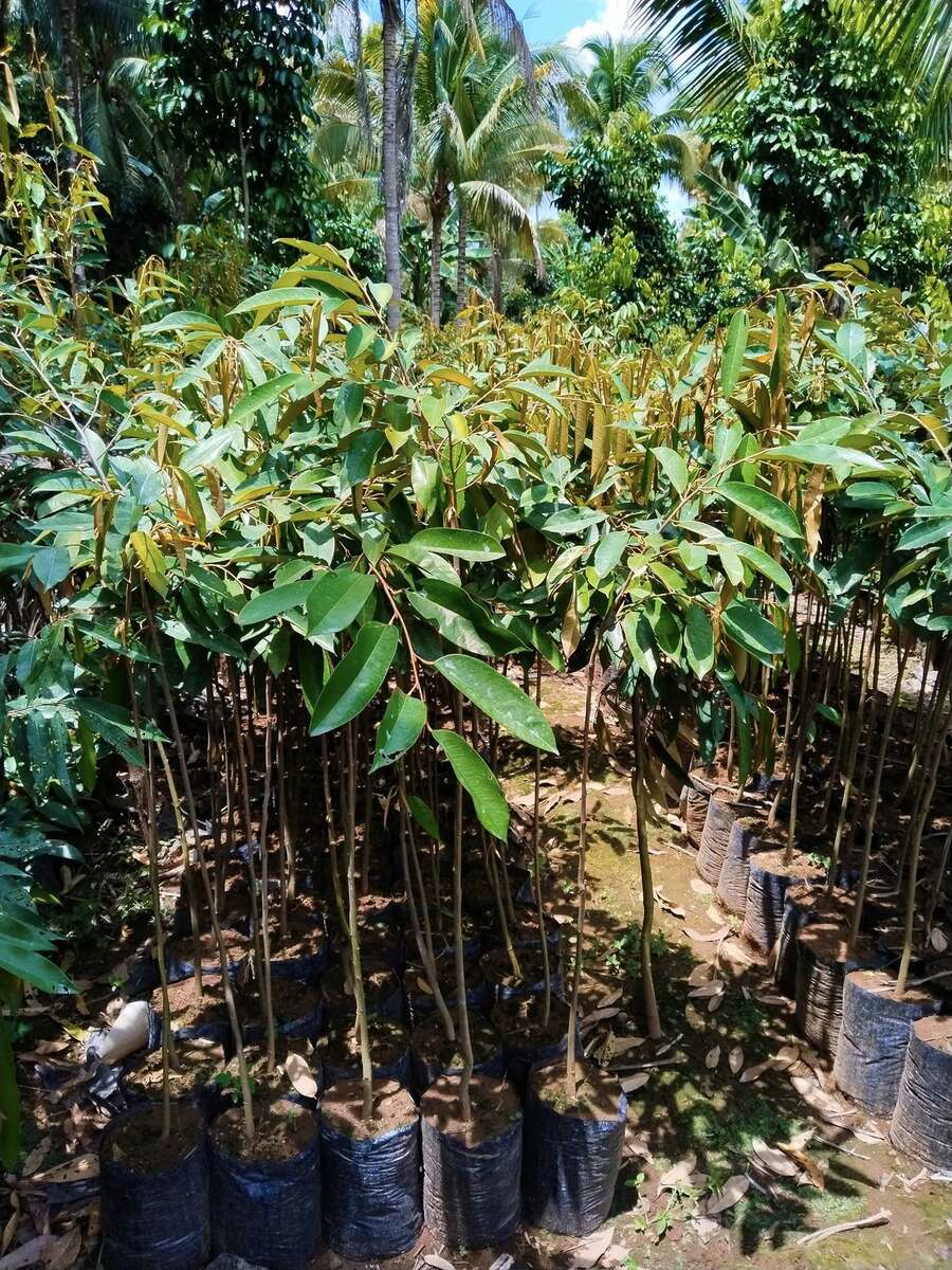 š Durian Grafted Fruit Tree