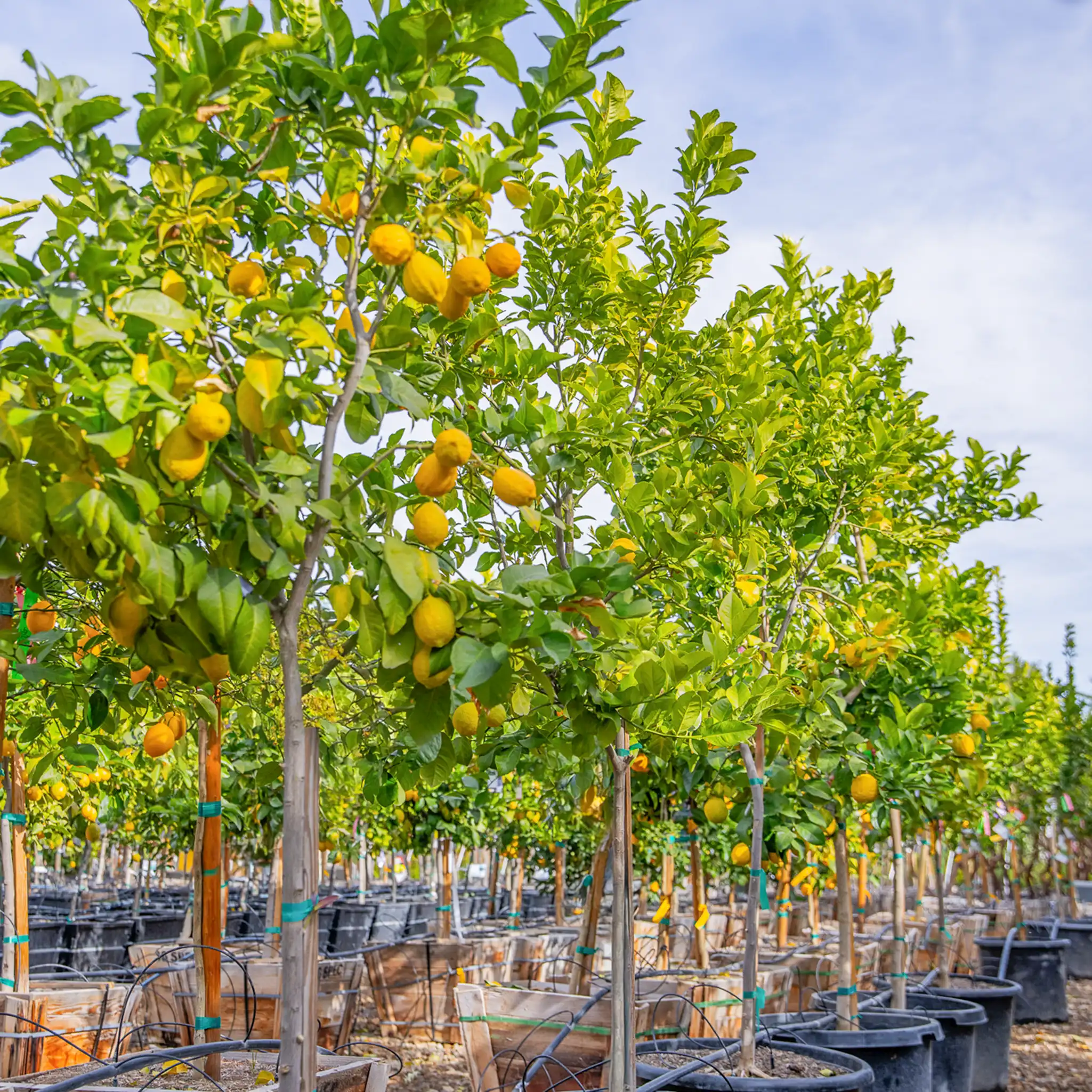 š American Lemon Grafted Fruit Tree