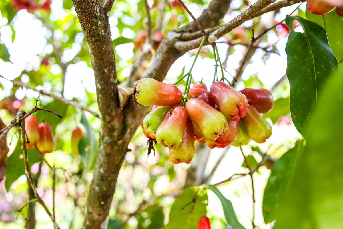 š Macopa (Wax Apple) Grafted Fruit Tree