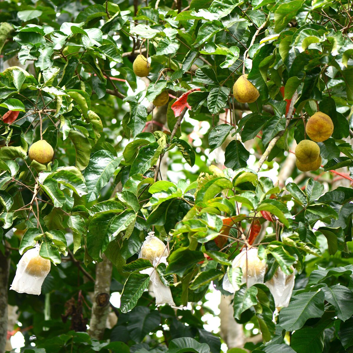 š° Santol Bangkok Grafted Fruit Tree