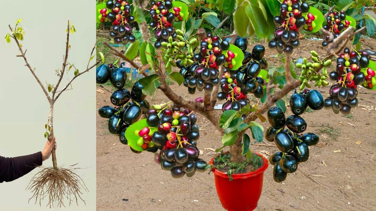 š Giant Duhat (Java Plum) Grafted Fruit Tree