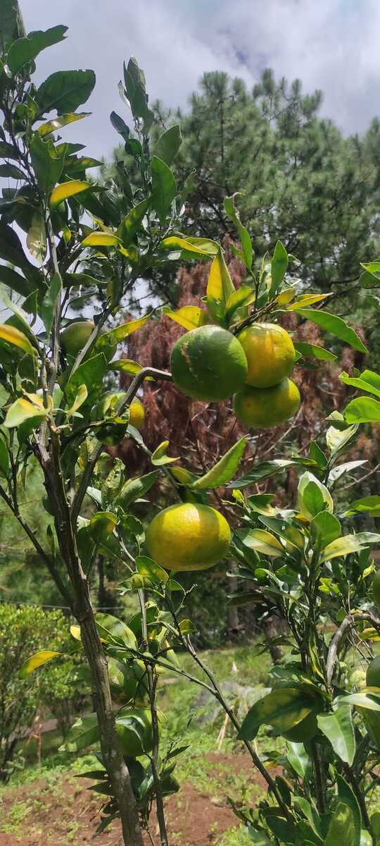 š Ponkan Orange Grafted Fruit Tree