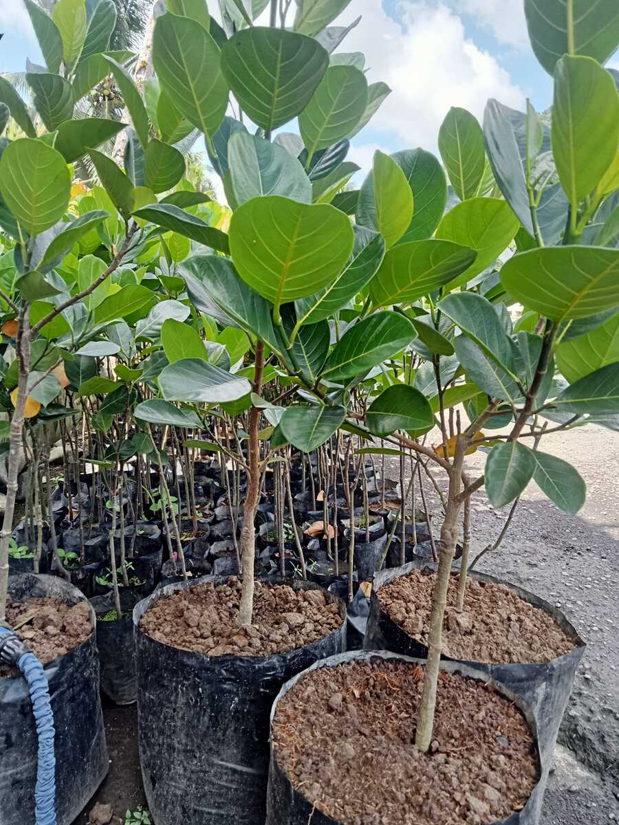 š³ Giant Langka (Jackfruit) Grafted Fruit Tree
