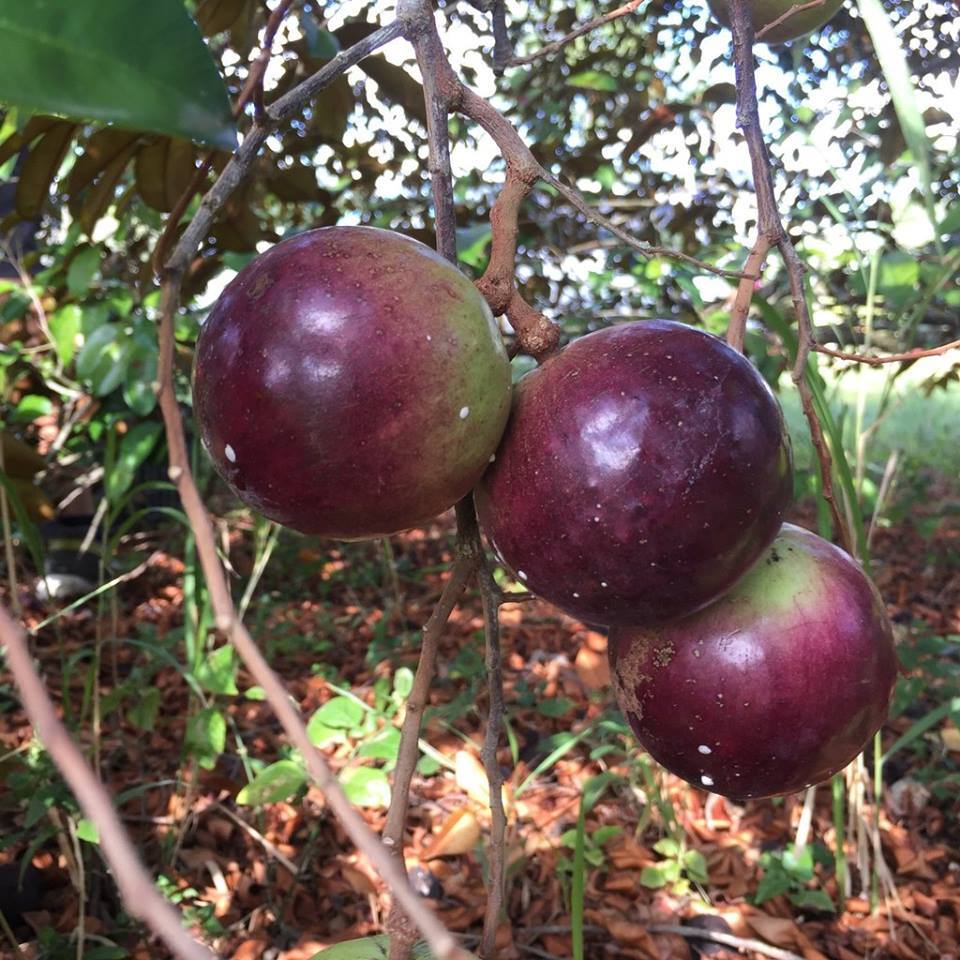 š Kaimito (Star Apple) Grafted Fruit Tree