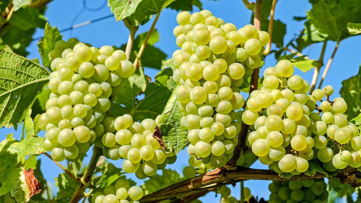 š Green Catawba Grapes Cutting