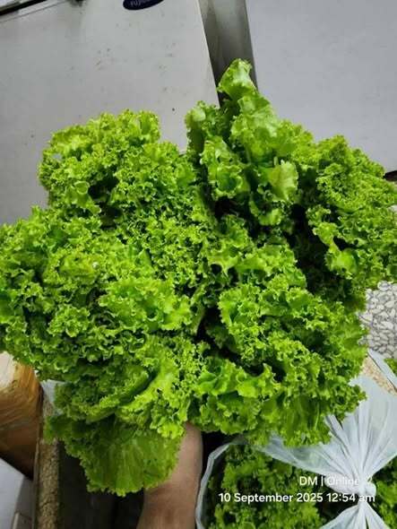 Green Ice Lettuce