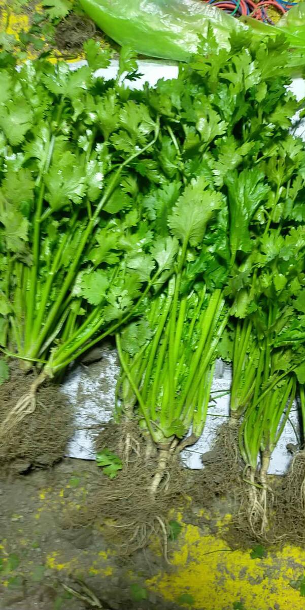 Wansoy (Cilantro)