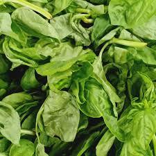 Basil