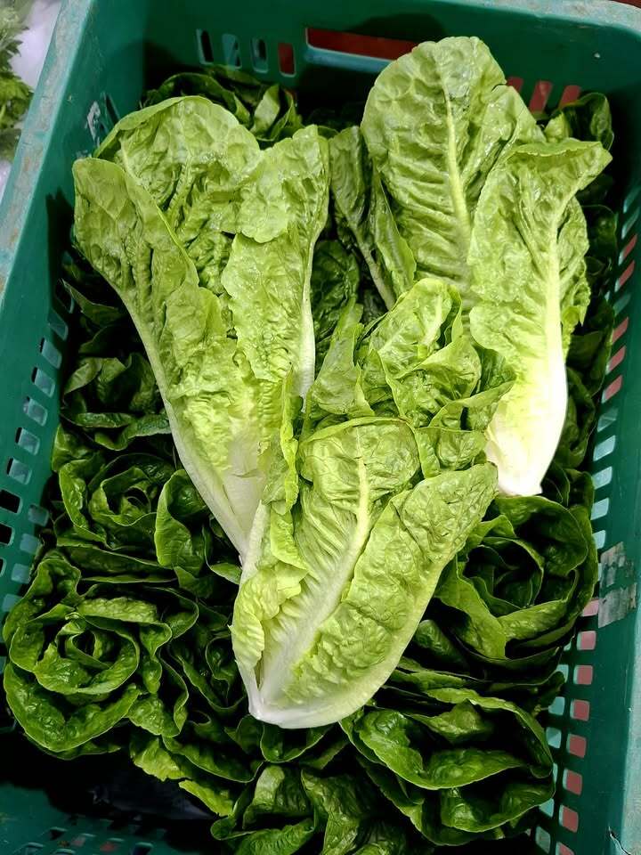 Romaine Lettuce