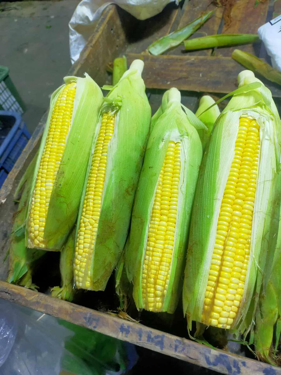 Sweet Corn – Big Size (₱26/pc)