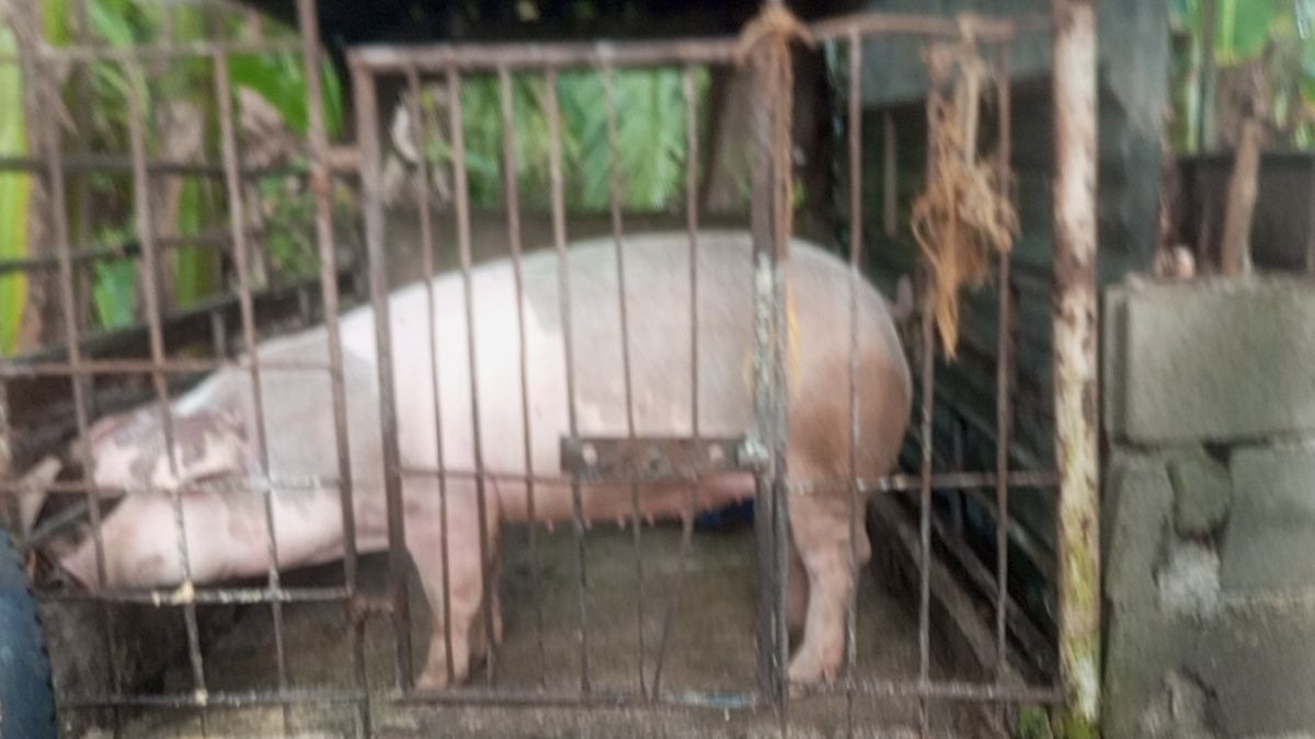 Lechon