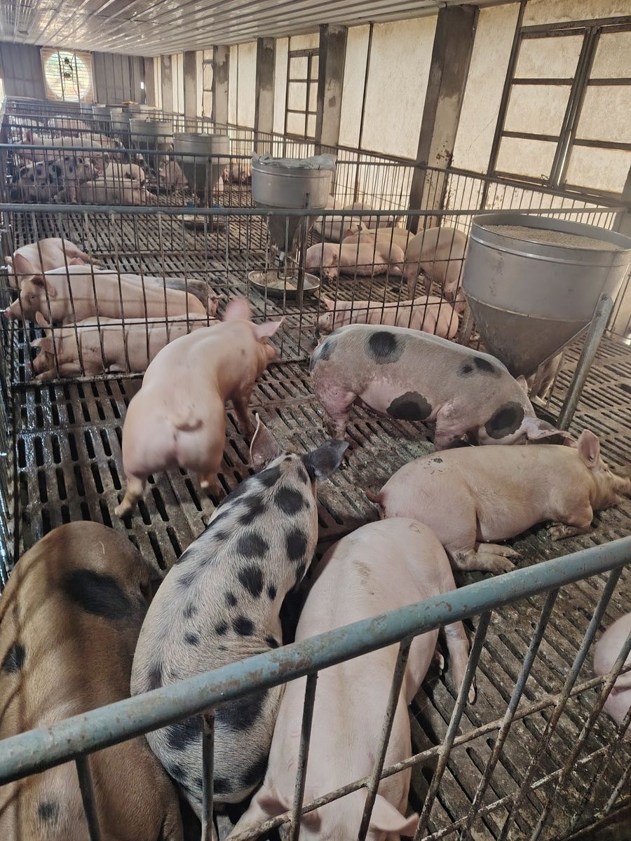 Pigs
