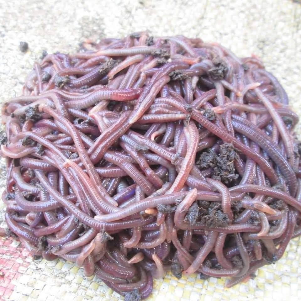 African Night Cralwer Worms