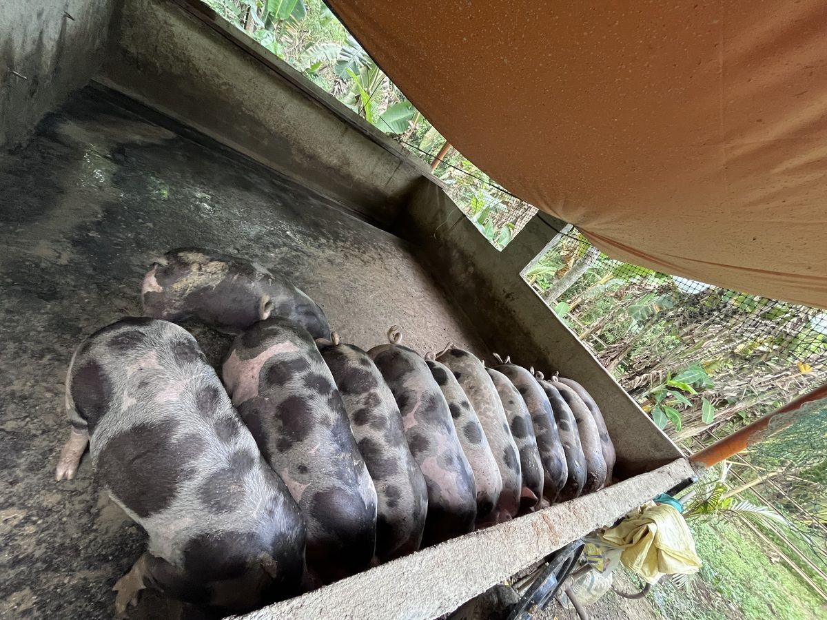 For Sale: Fattener Pigs