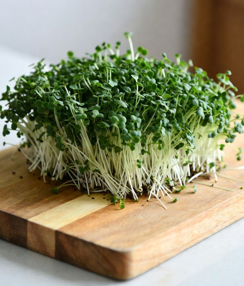Alfalfa sprouts