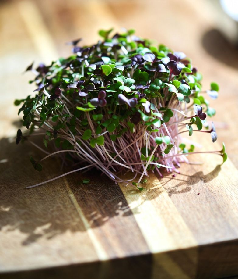 Radish microgreens