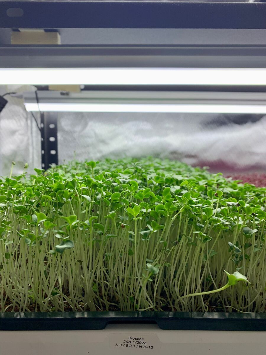 Broccoli microgreens